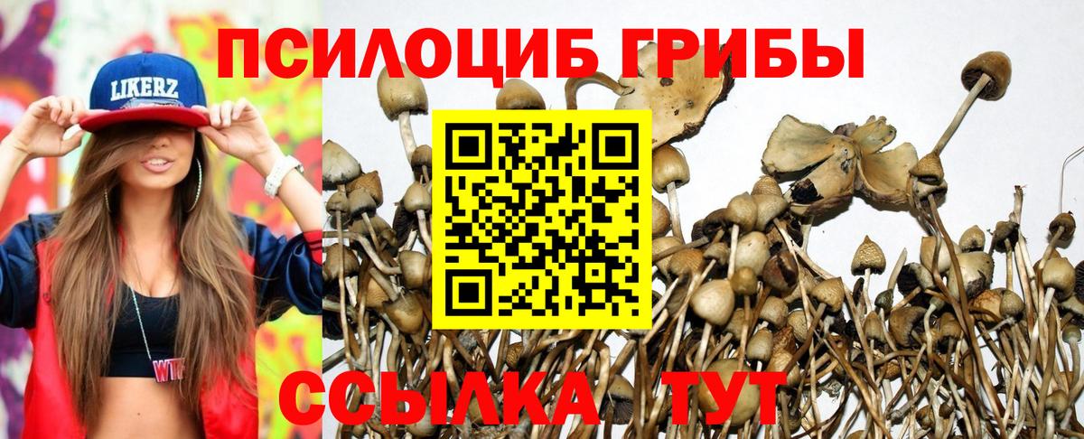 Псилоцибиновые грибы Psilocybine cubensis Клинцы